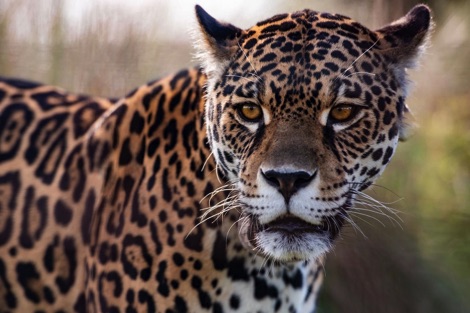Jaguar Ibera National Park Journeys with Purpose
